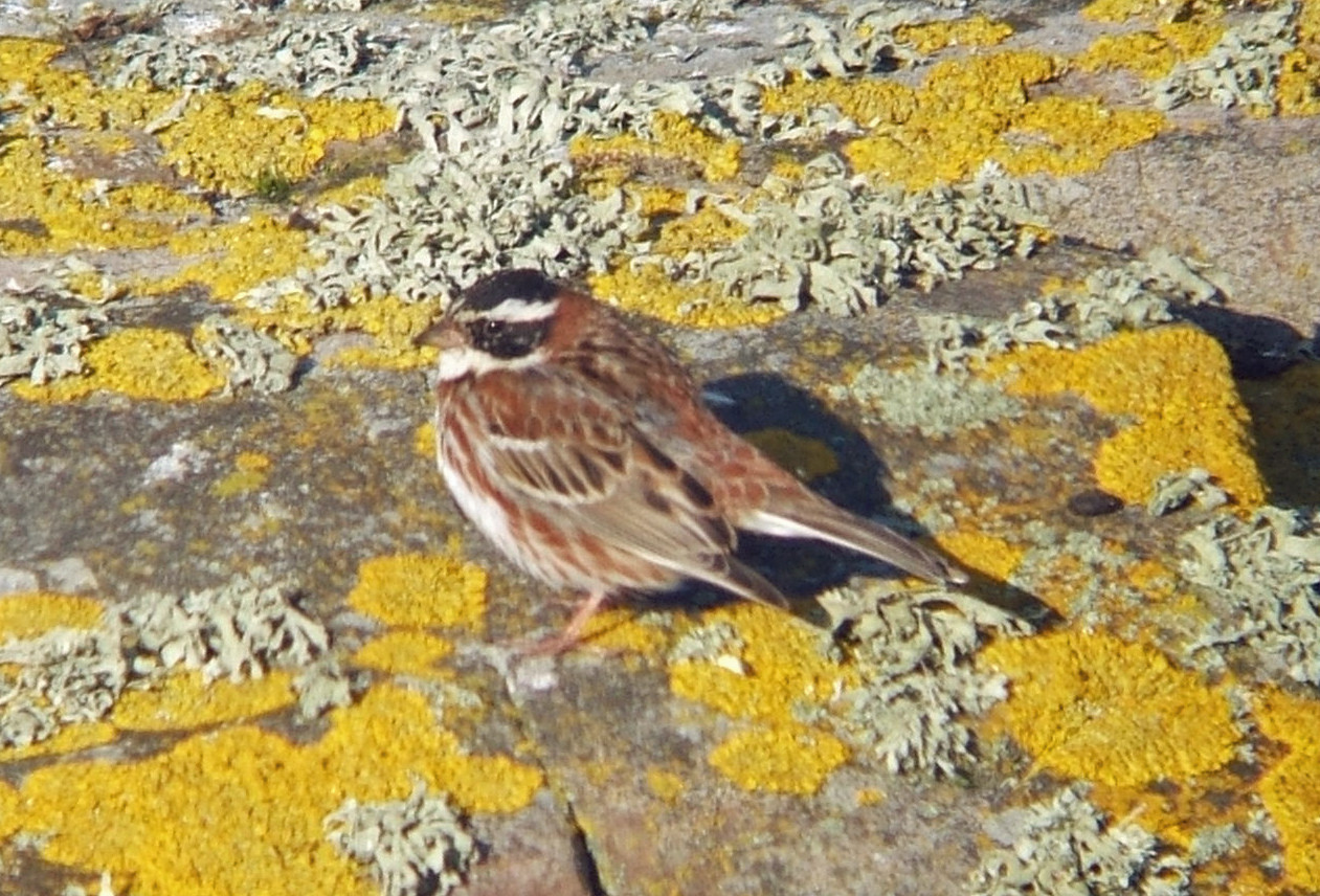 image Rustic Bunting